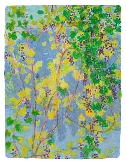 Wild-Vine_0