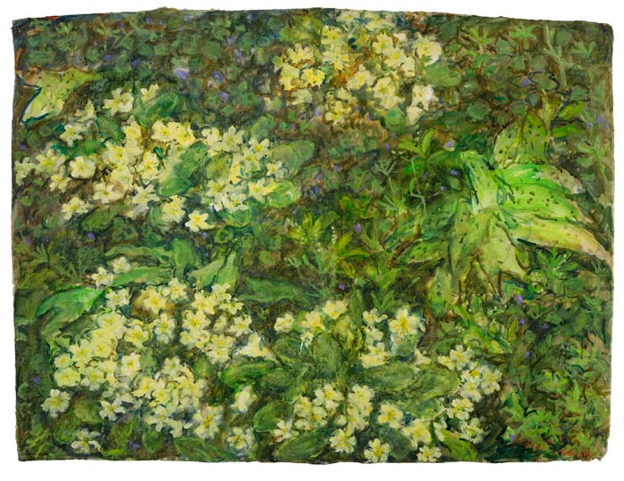 primroses_0